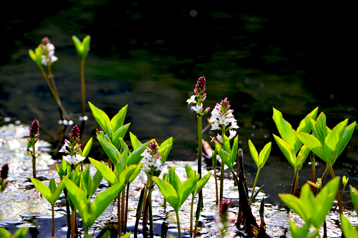 DSC_6954s.jpg