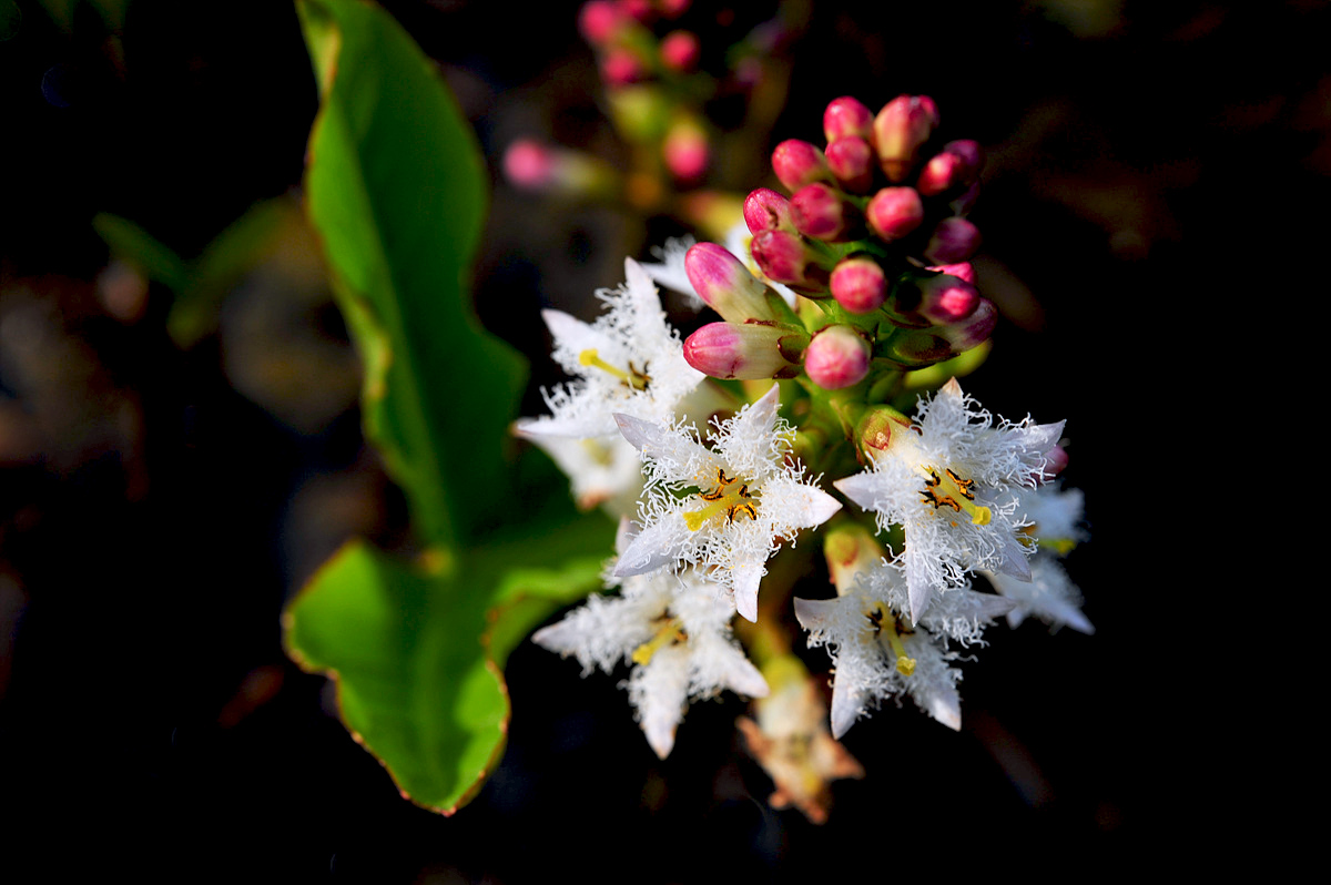 DSC_6992s.jpg