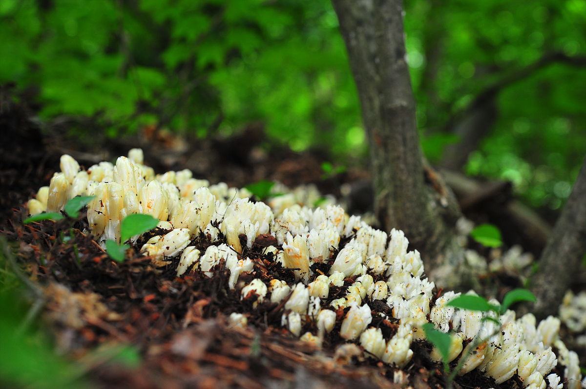 DSC_4348sss.jpg