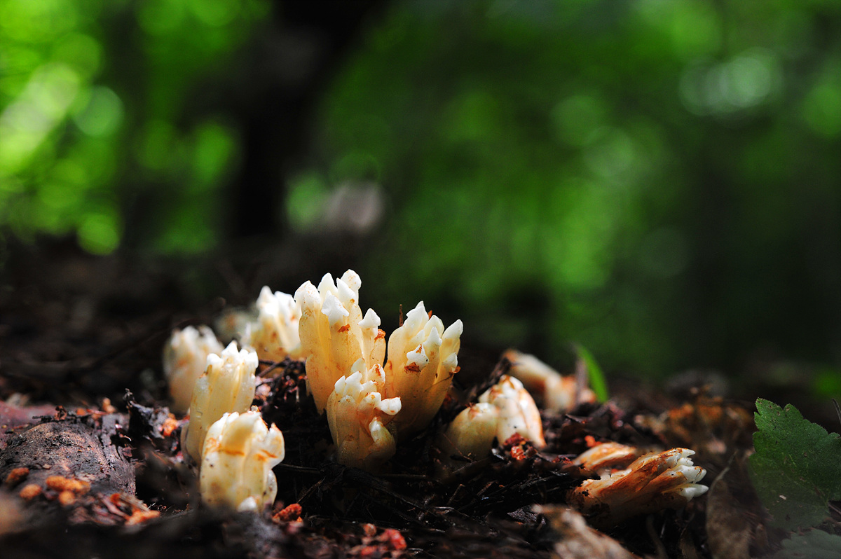 DSC_4392ss.jpg