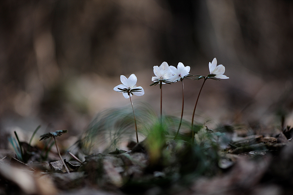 변산바람꽃2.jpg