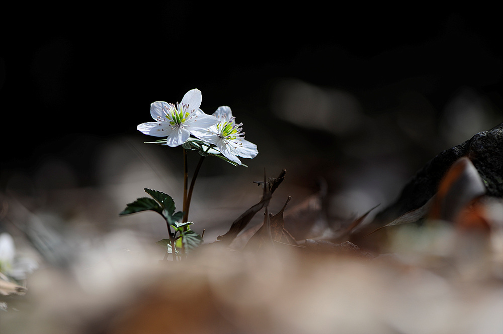 변산바람꽃.jpg