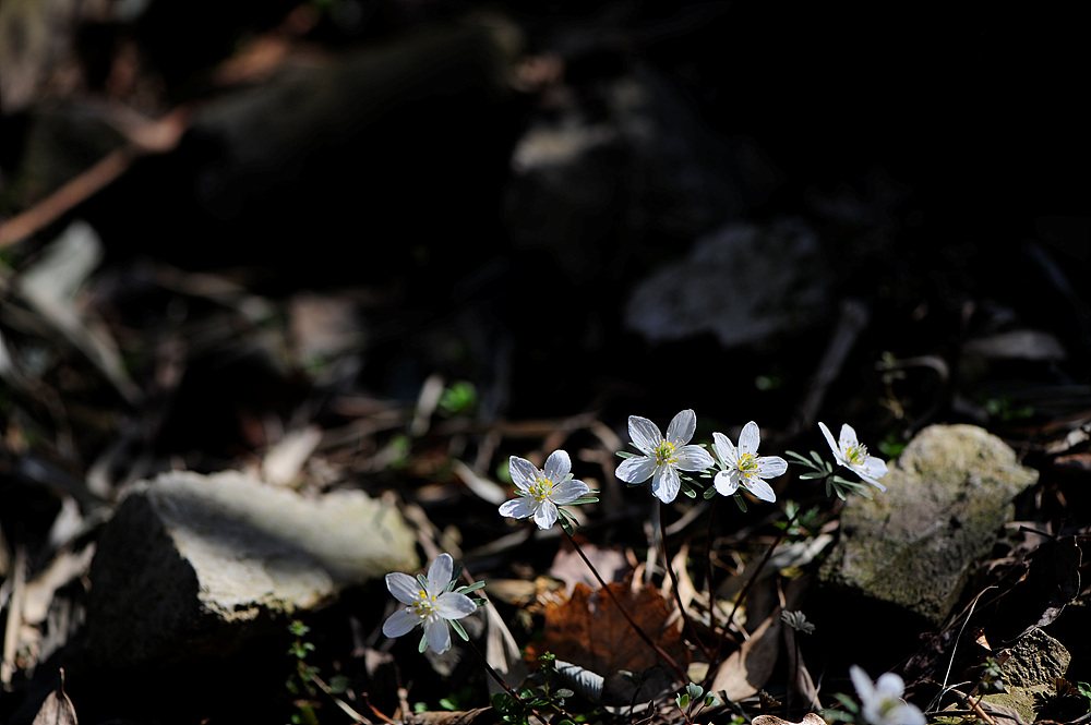 변산바람꽃1.jpg