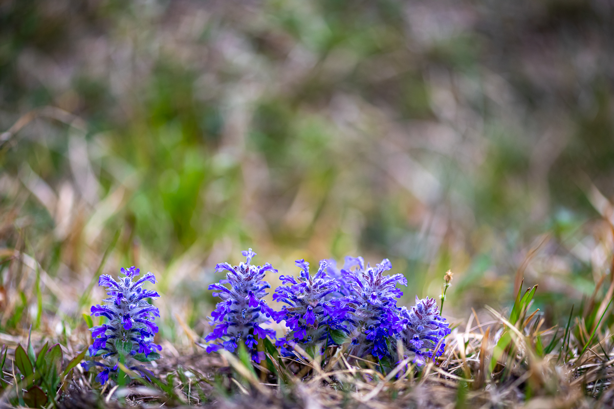 20200418-DSC_1484.jpg