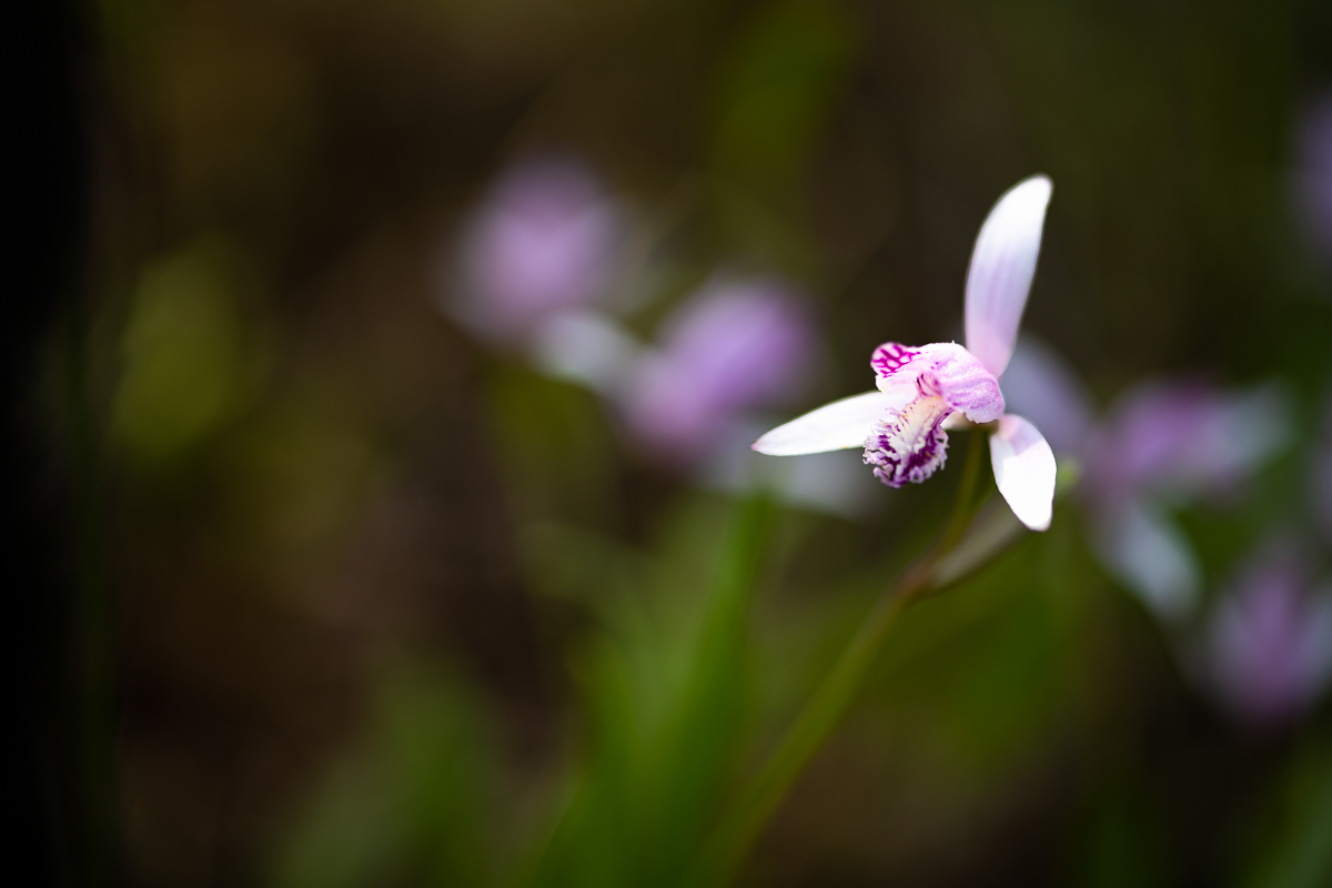 DSC_0488.jpg