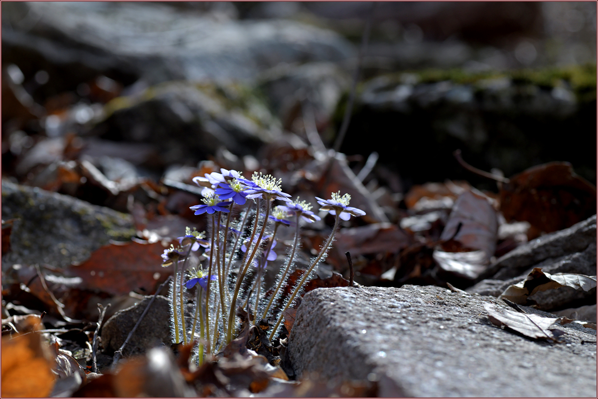 DSC_7930.jpg