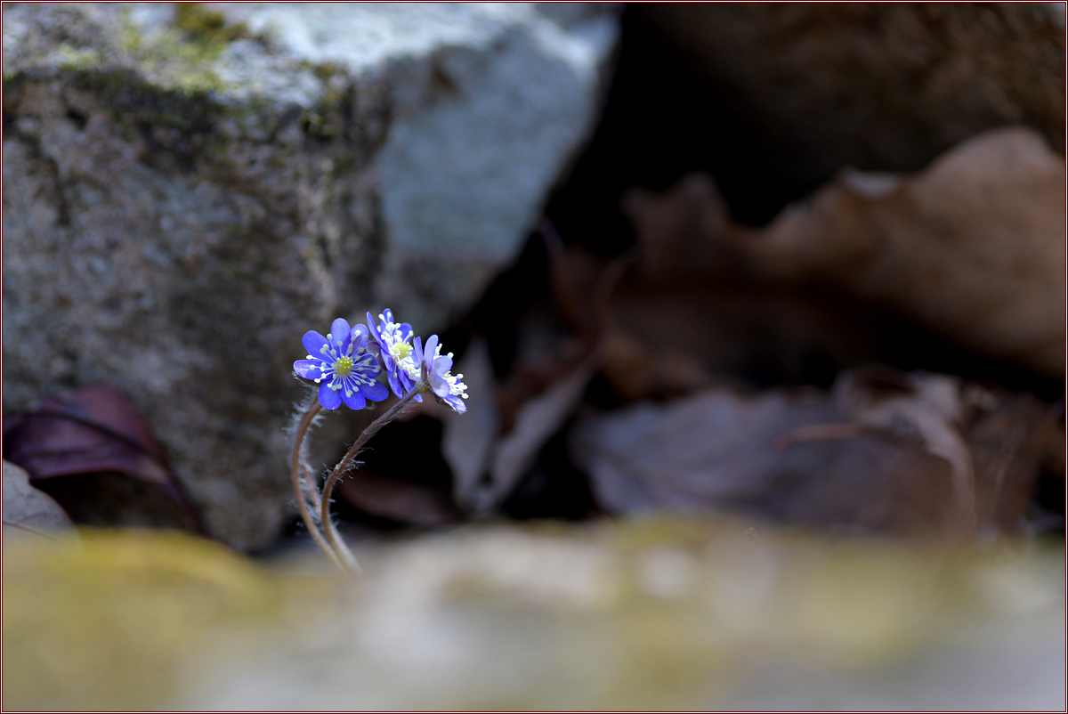 DSC_7937.jpg