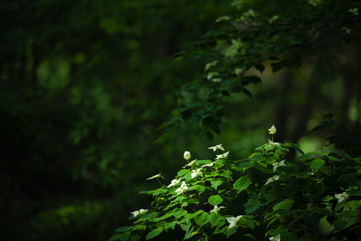DSC_8629.jpg