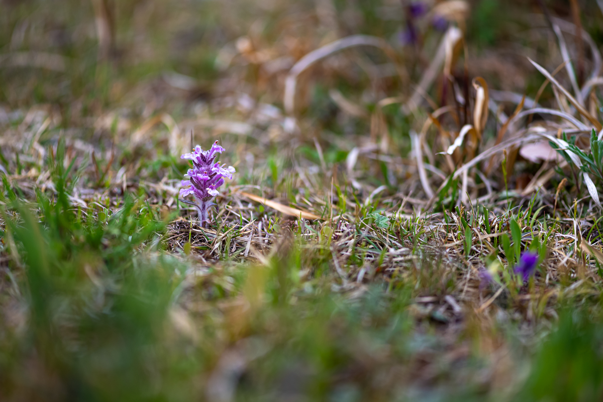 20200418-DSC_1640.jpg