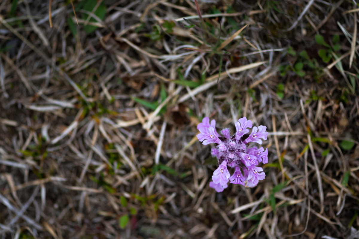 20200418-DSC_1650.jpg