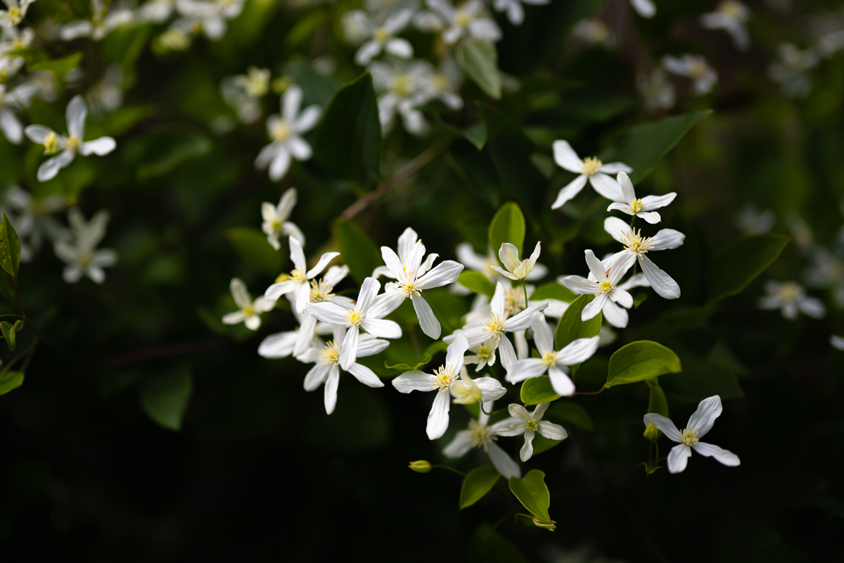 DSC_9668.jpg