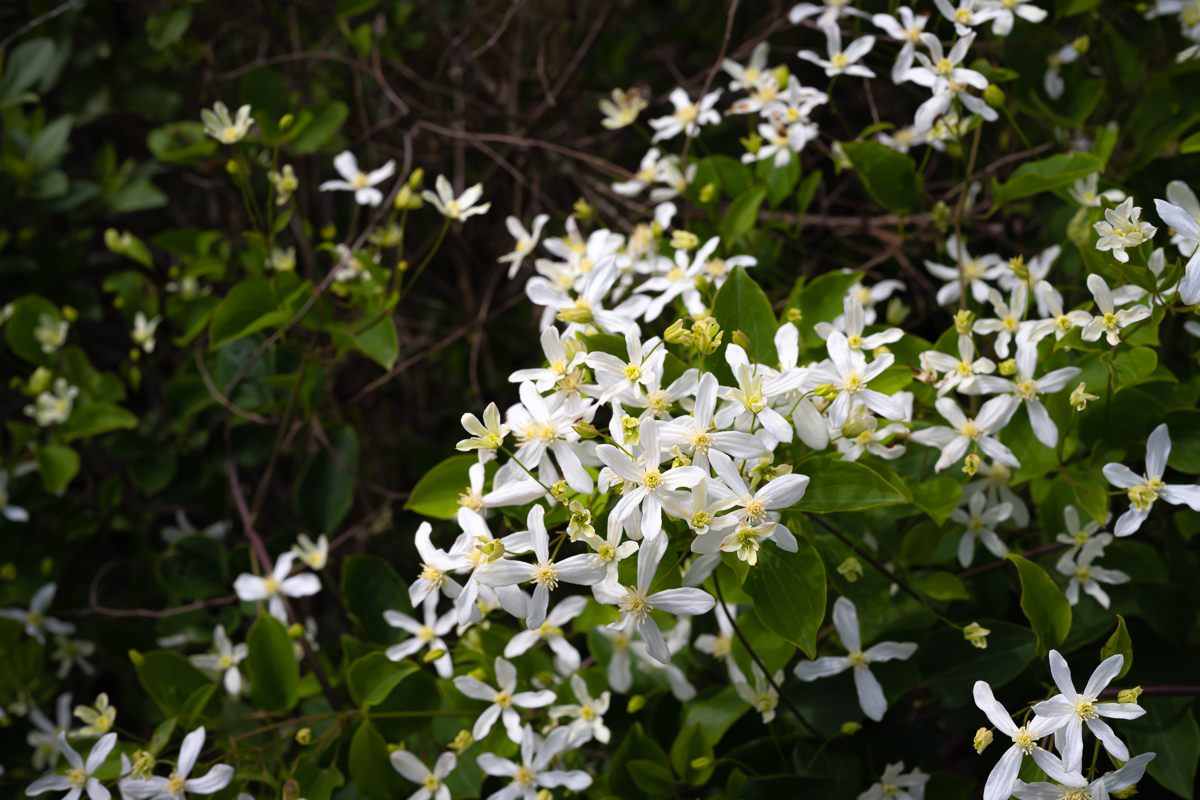 DSC_9663.jpg