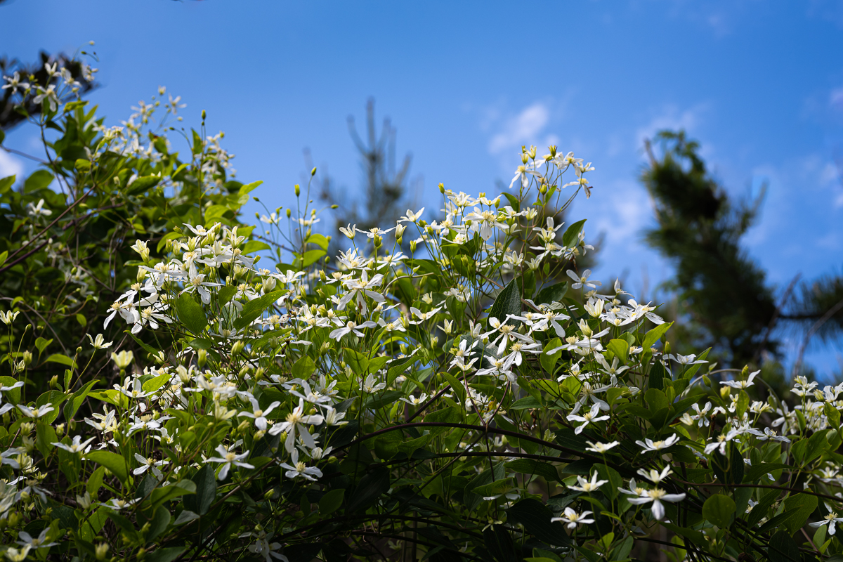DSC_9653.jpg
