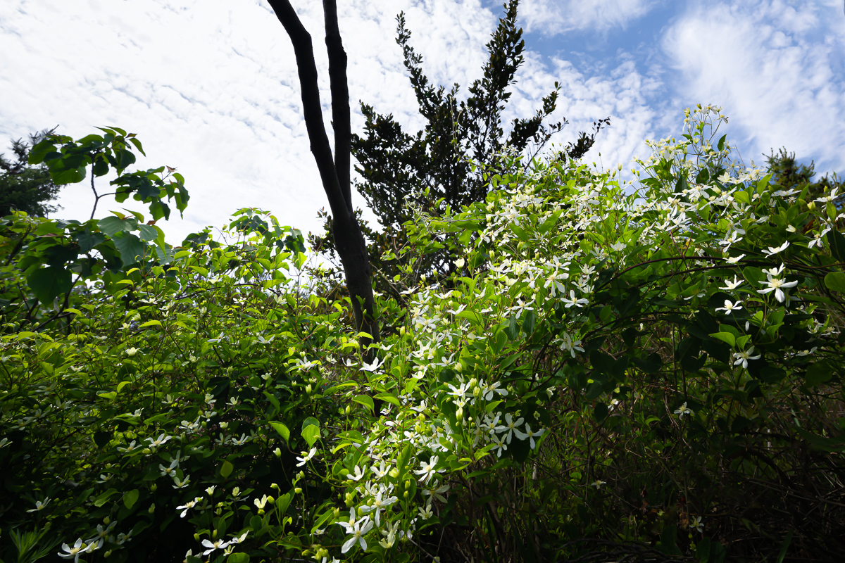 DSC_9678.jpg