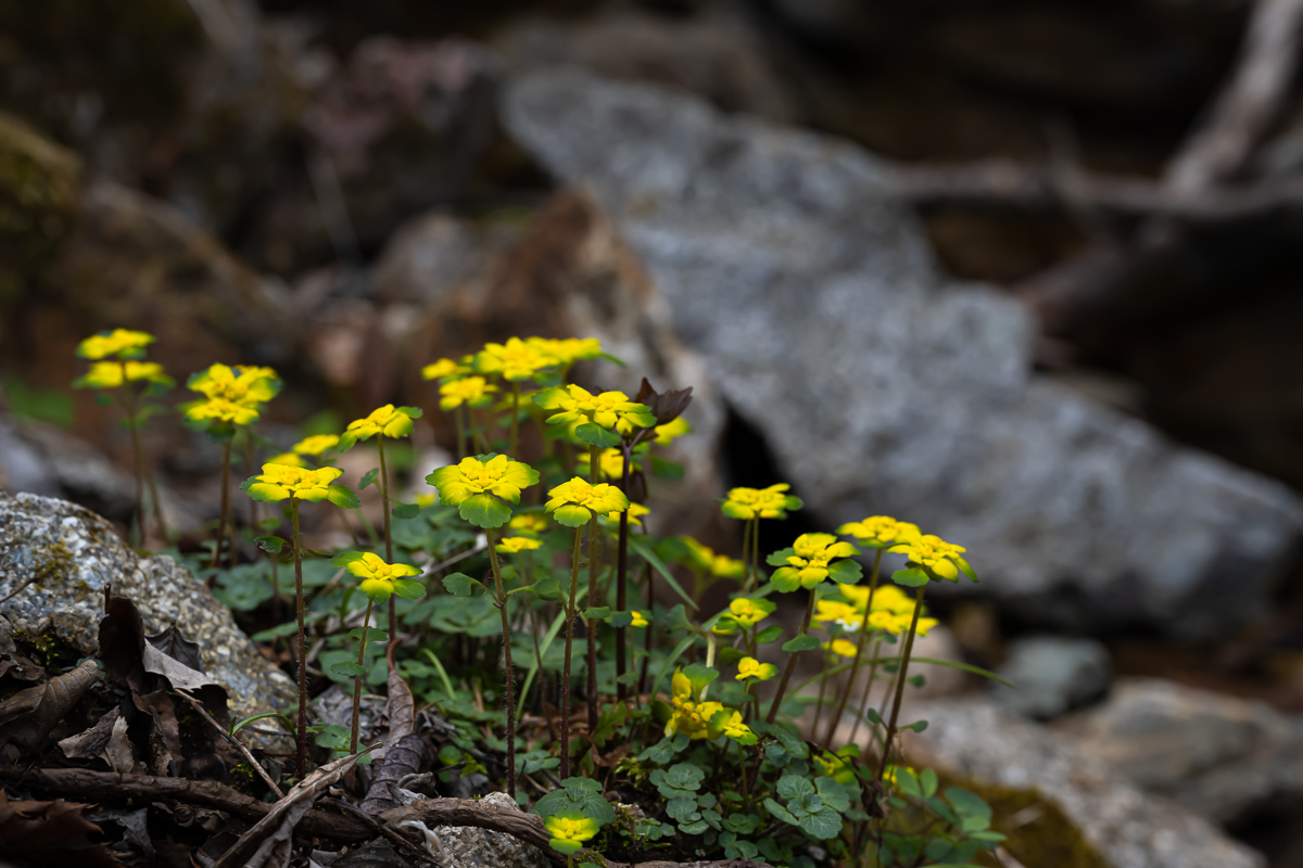 DSC_1763.jpg