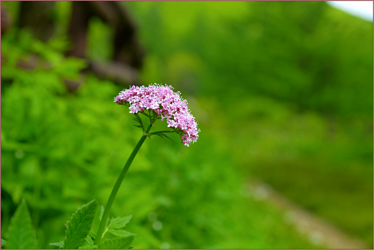 DSC_2188쥐오줌풀.jpg