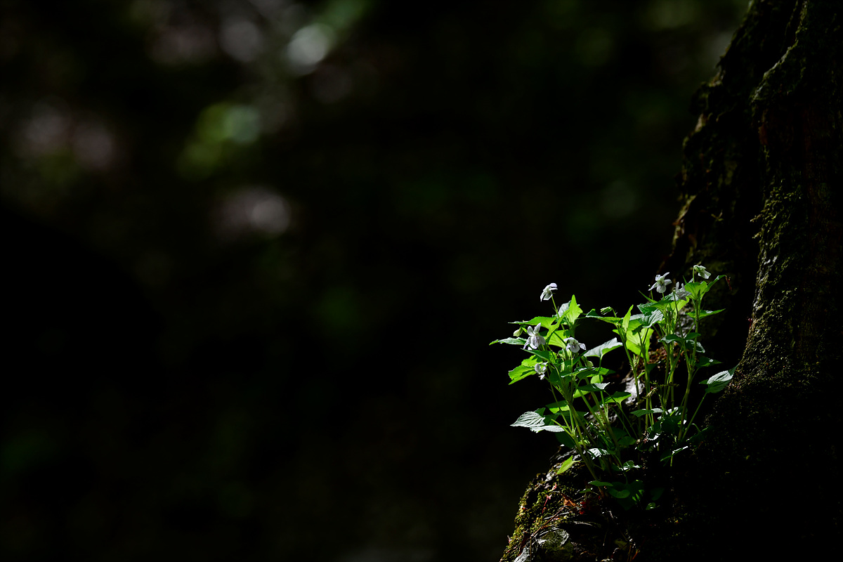 _DSC5284.jpg