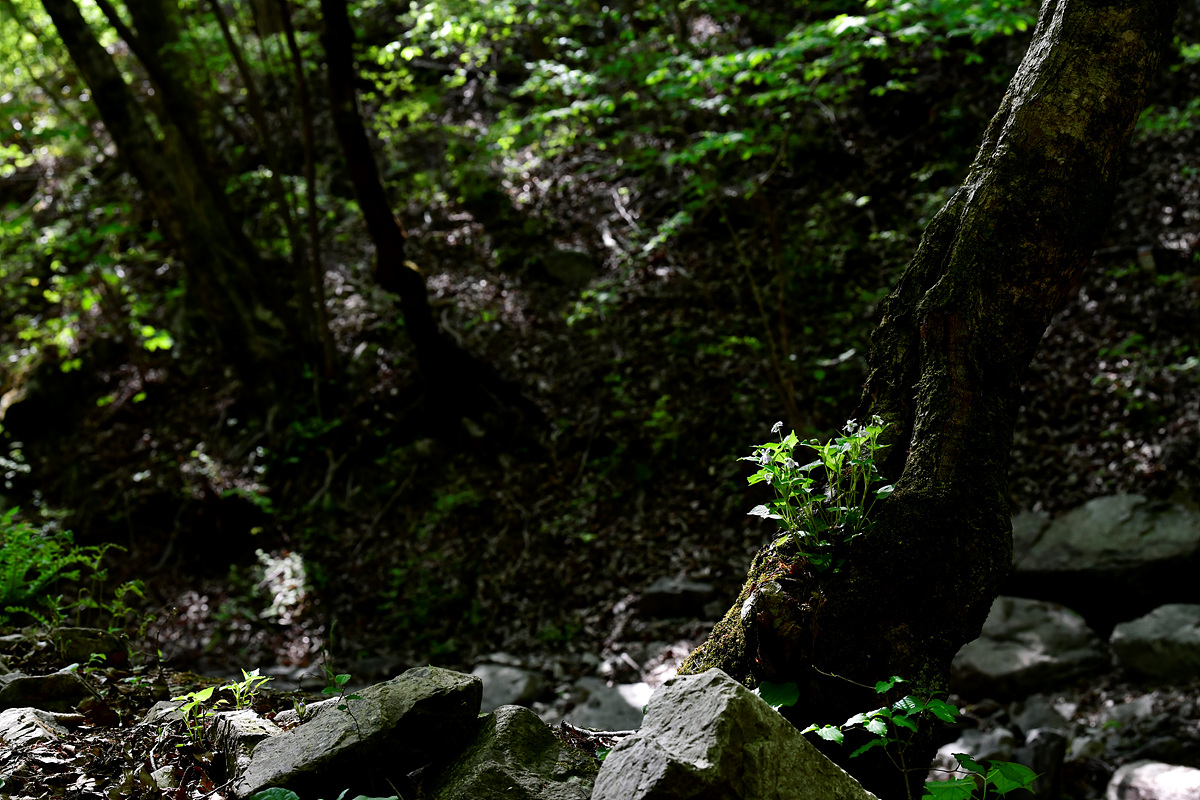 _DSC5289.jpg