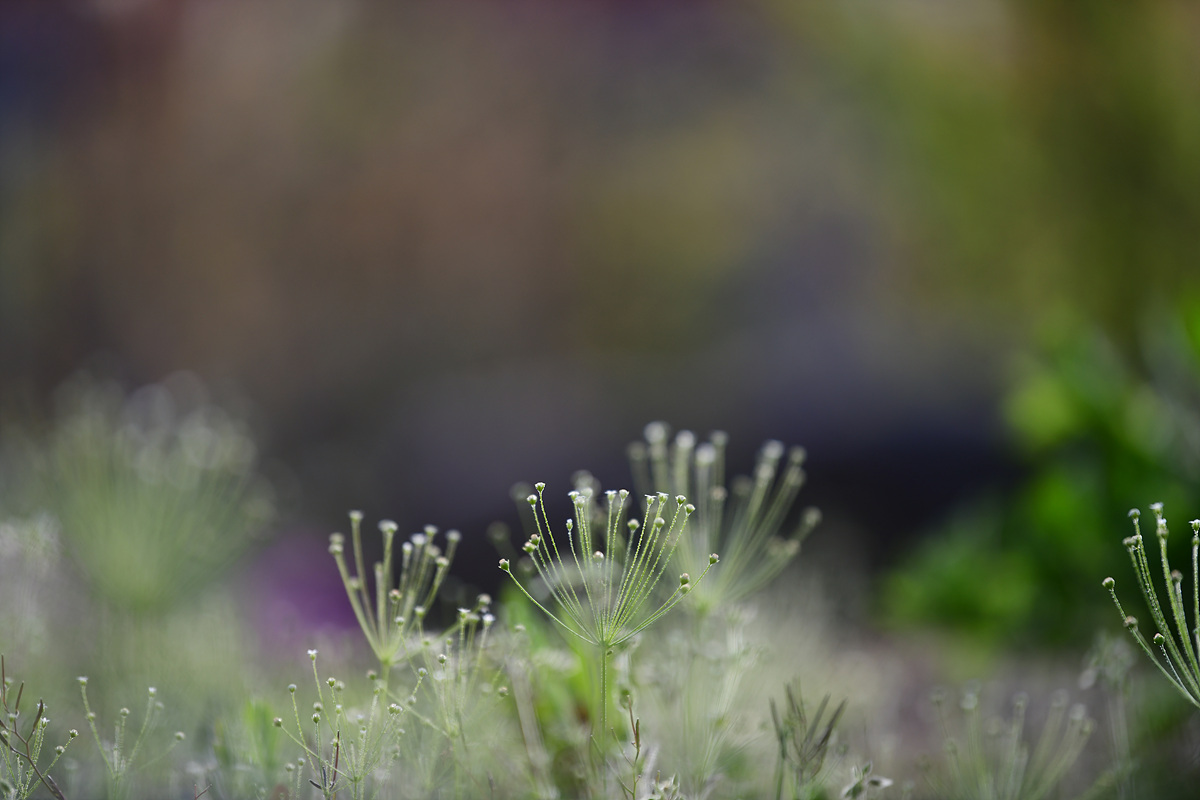DSC_2915.jpg