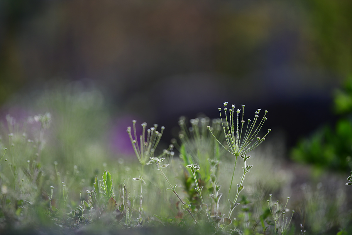 DSC_2918.jpg