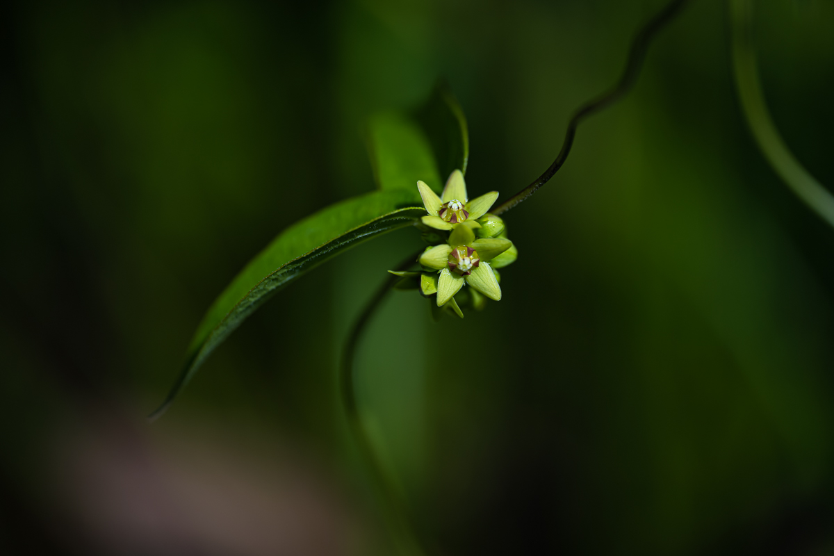 DSC_3902.jpg