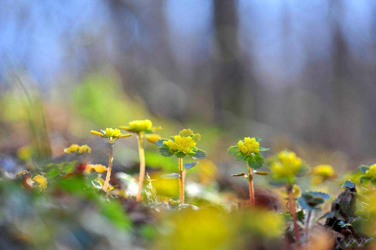 DSC_8047s.jpg