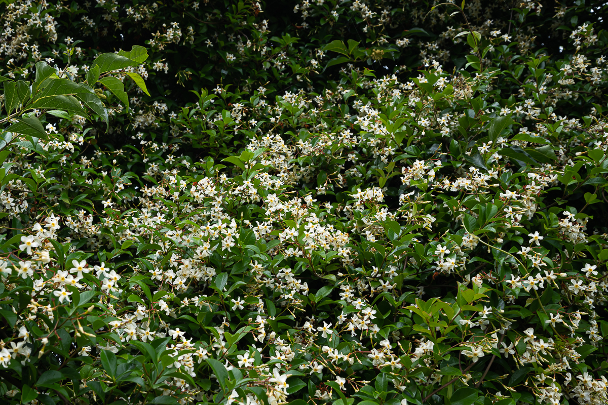 DSC_8805.jpg