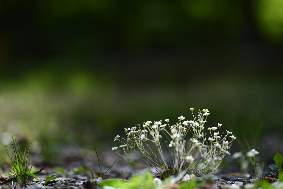 DSC_2896.jpg