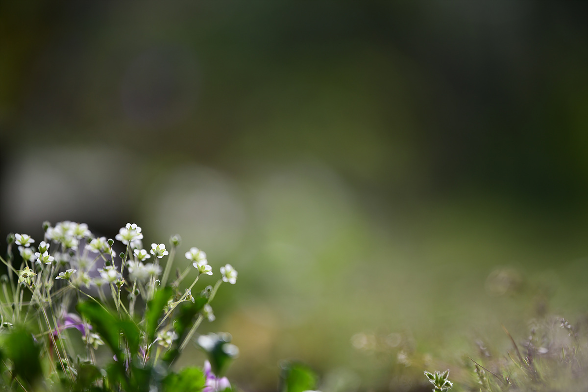 DSC_2909.jpg