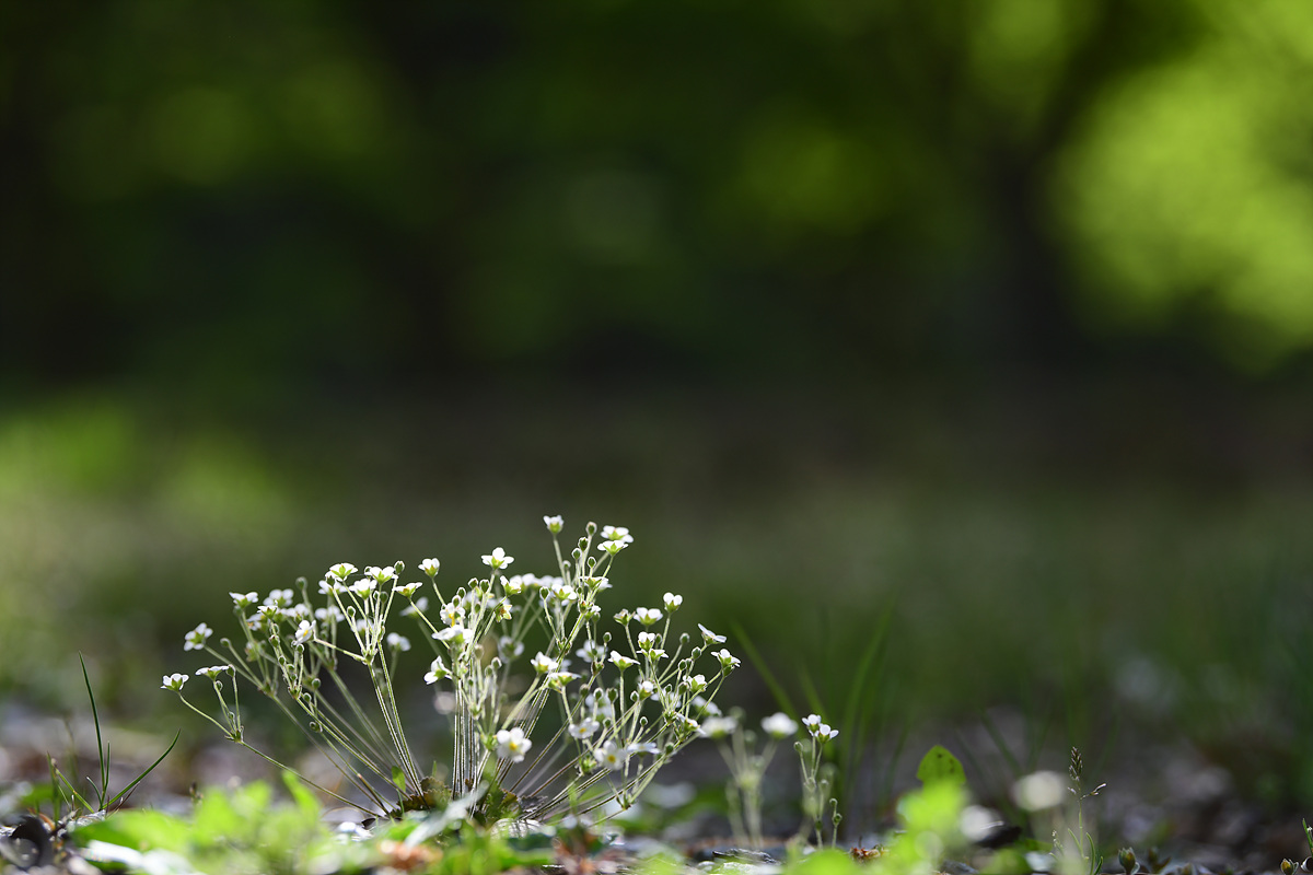 DSC_2900.jpg