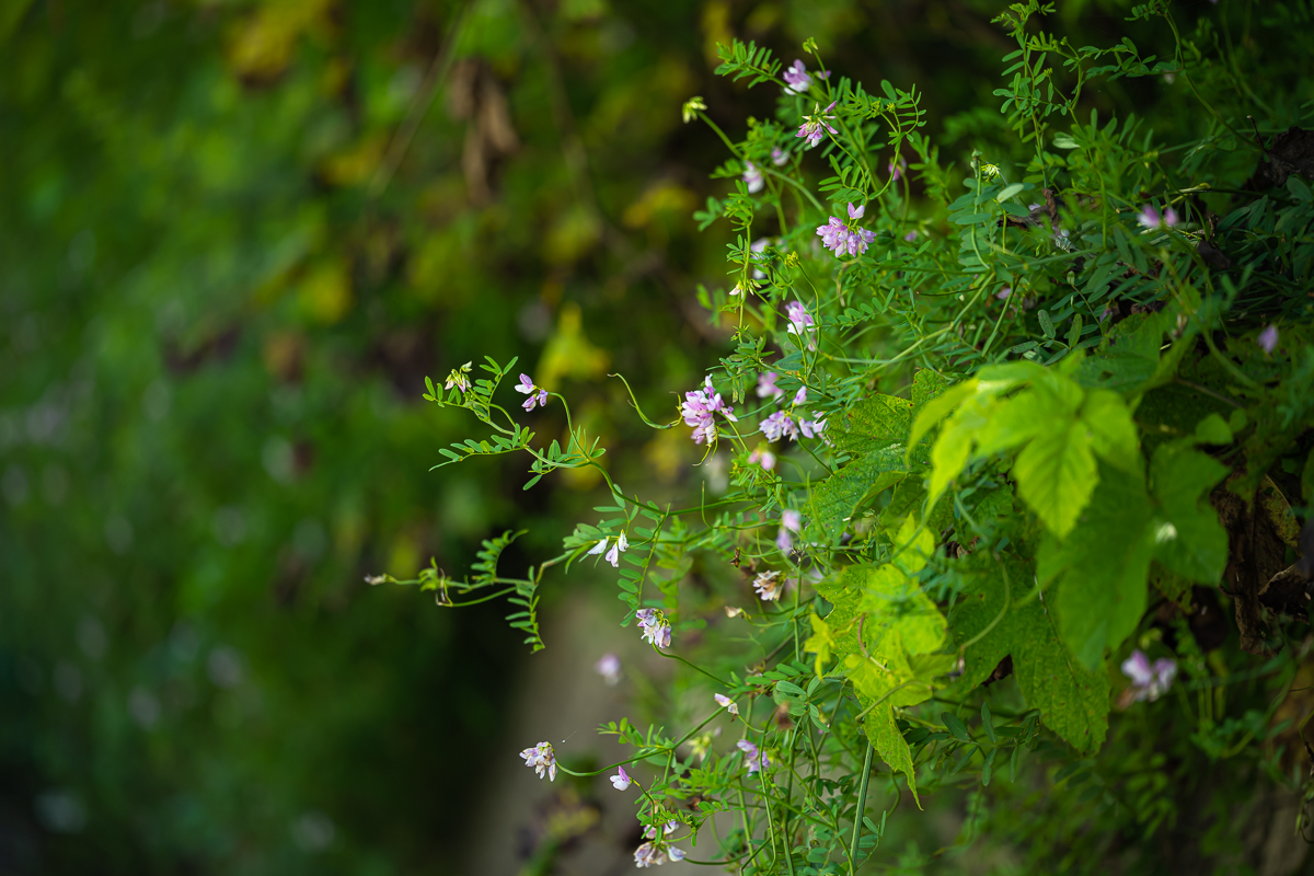 DSC_5068.jpg