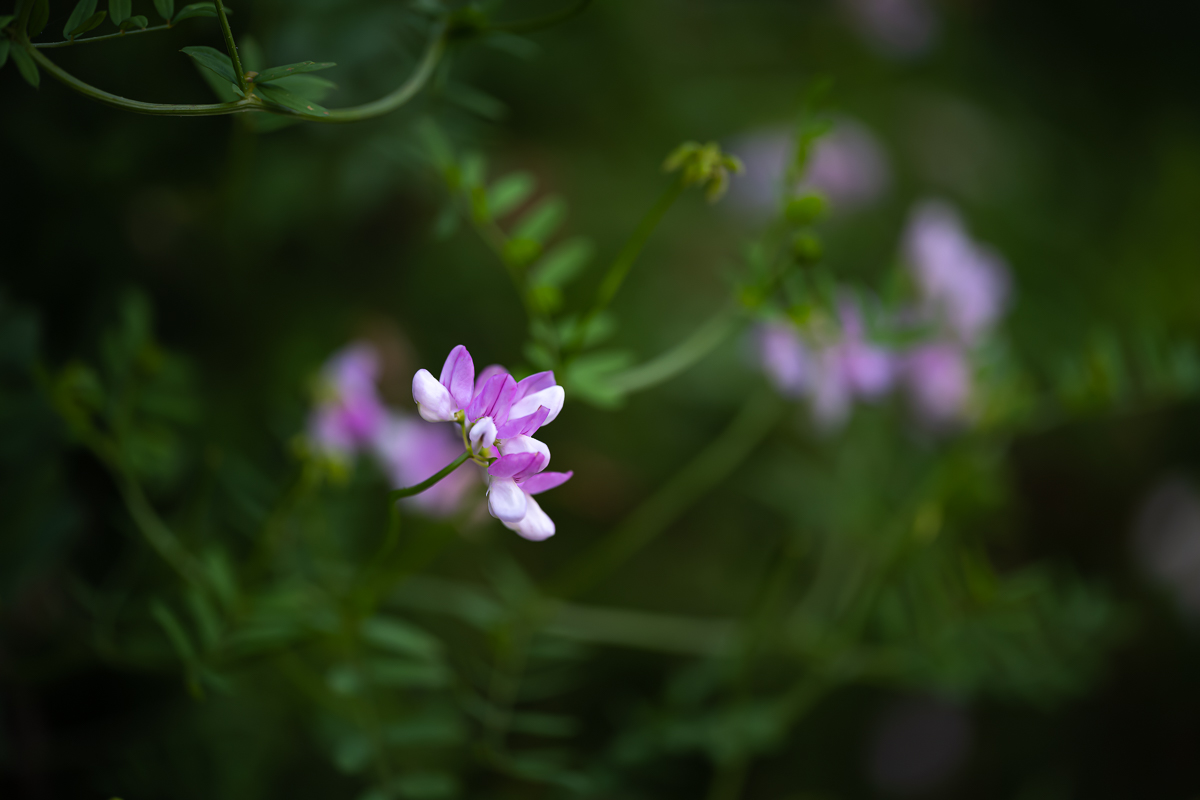 DSC_5046.jpg