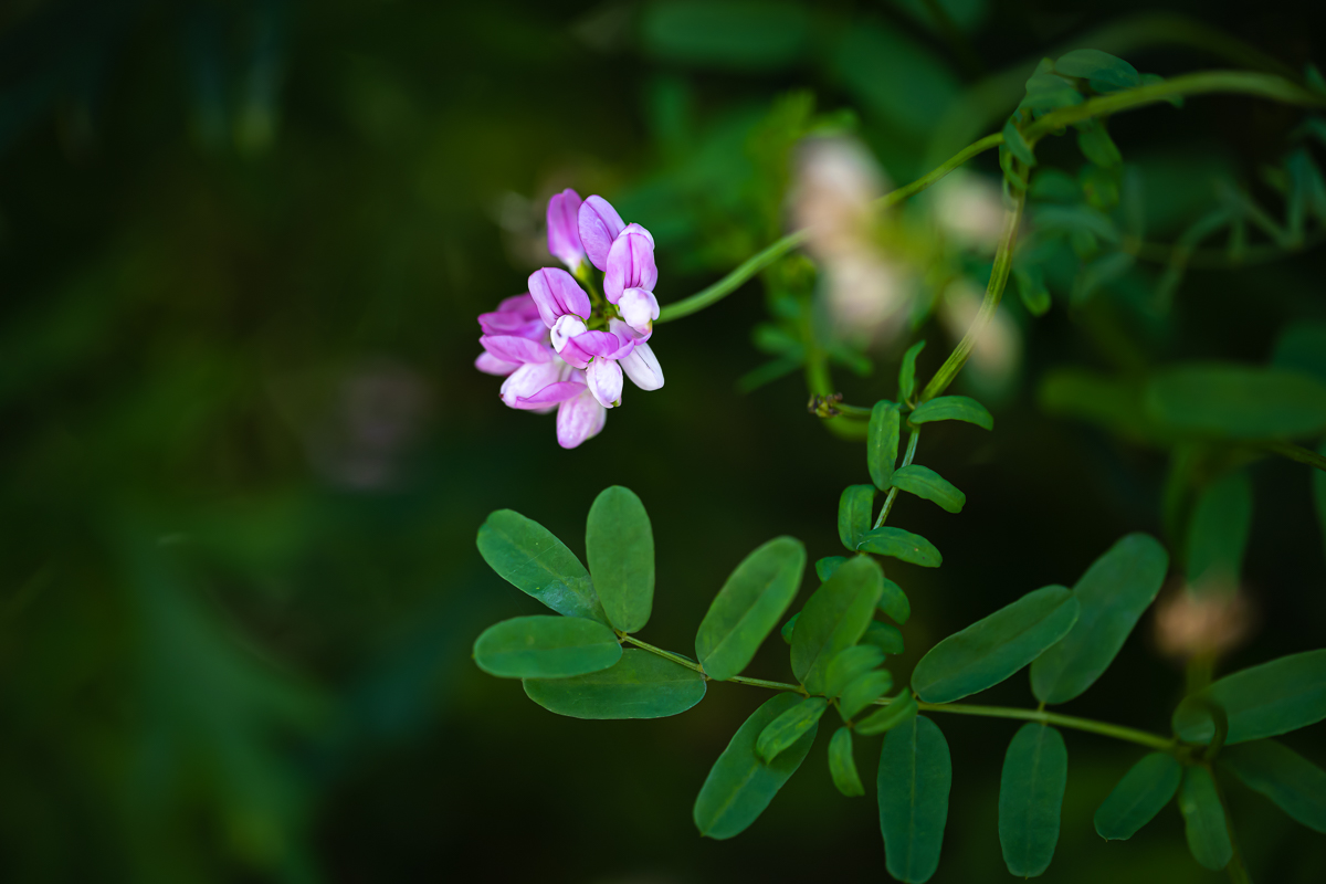 DSC_5030.jpg