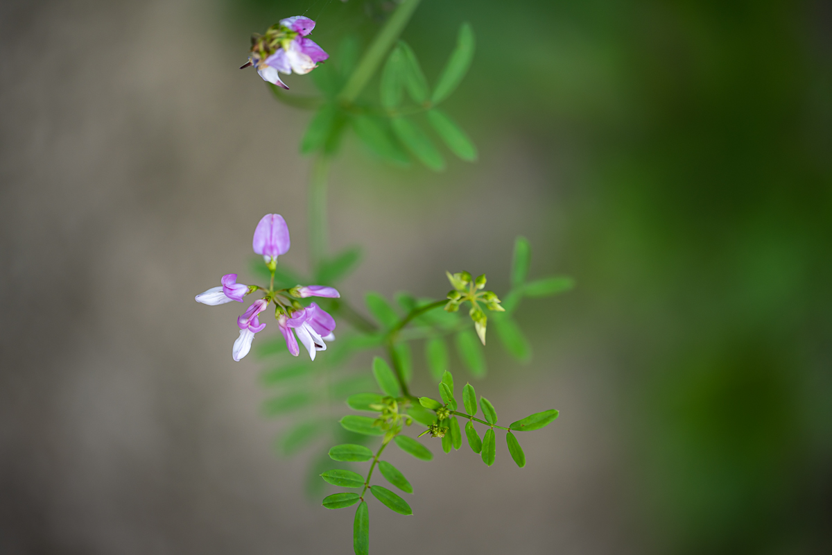 DSC_5056.jpg