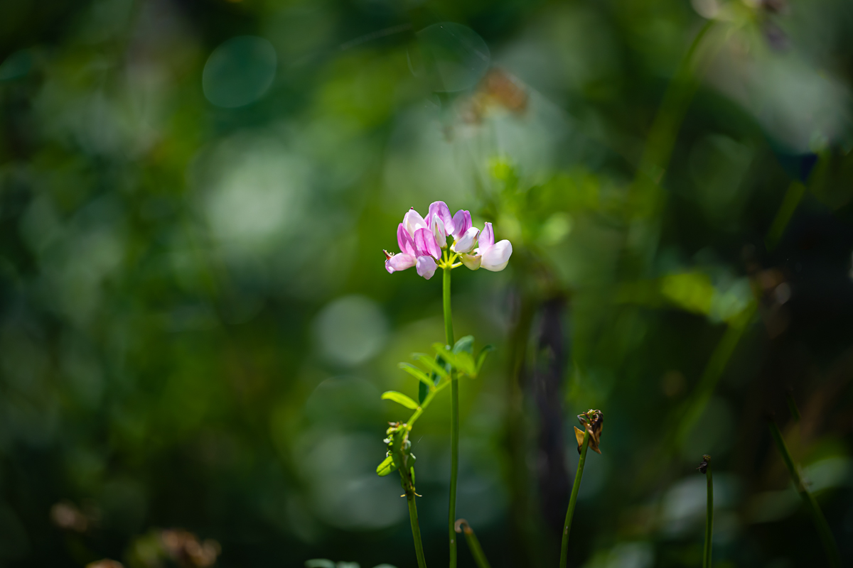 DSC_5027.jpg