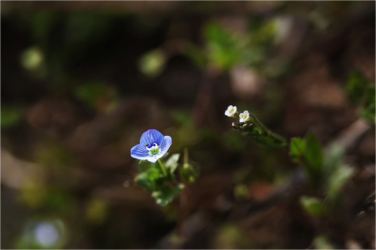 IMG_8946a.jpg