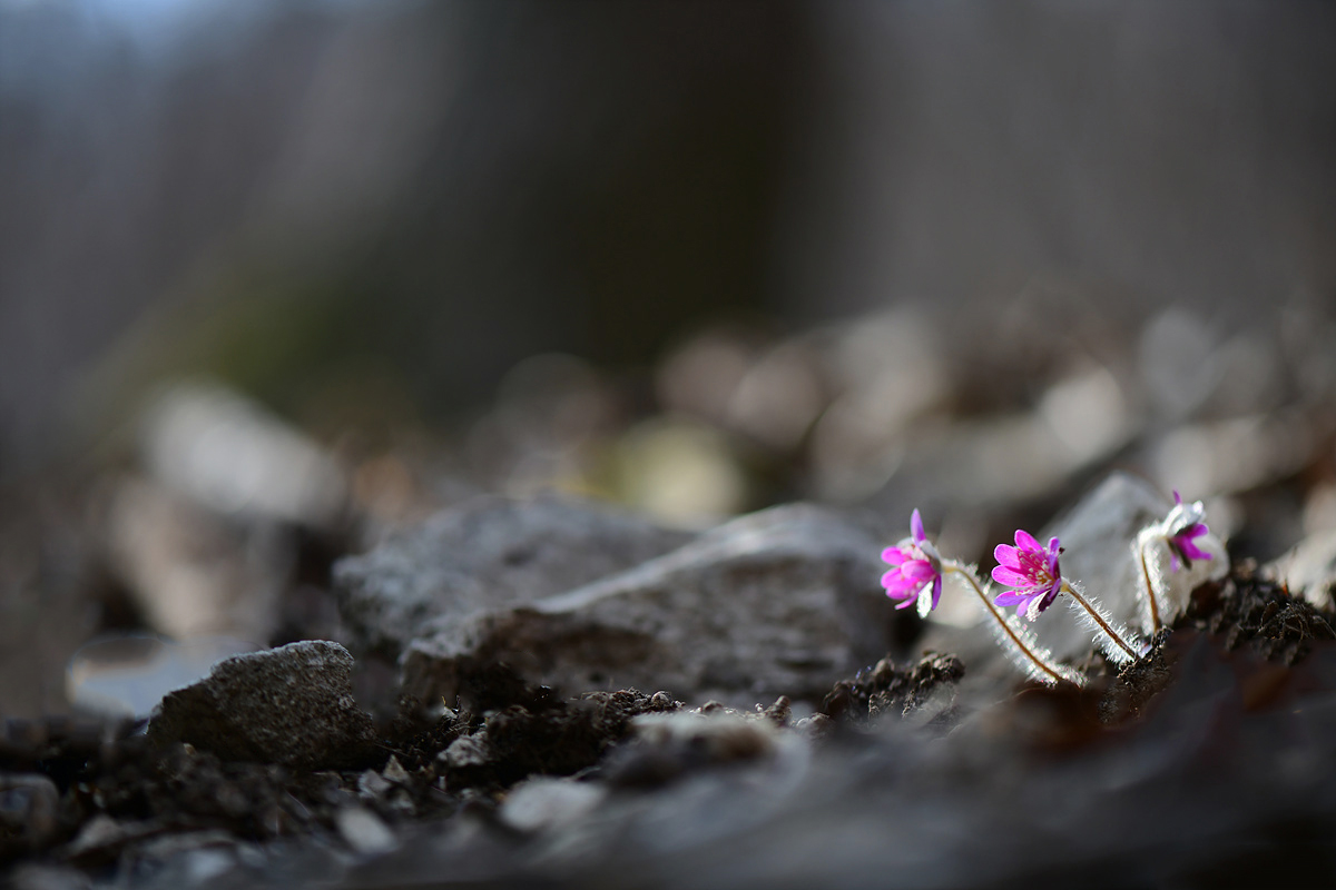 DSC_0798ss.jpg