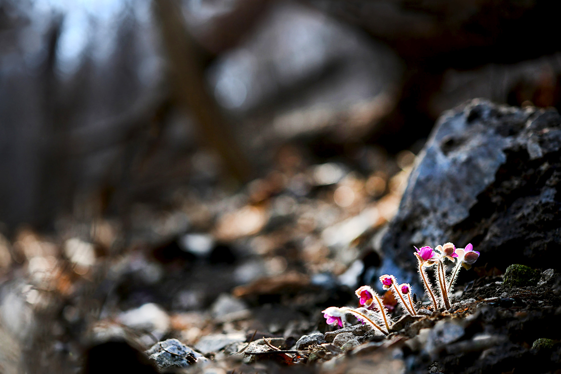 DSC_0906a.jpg