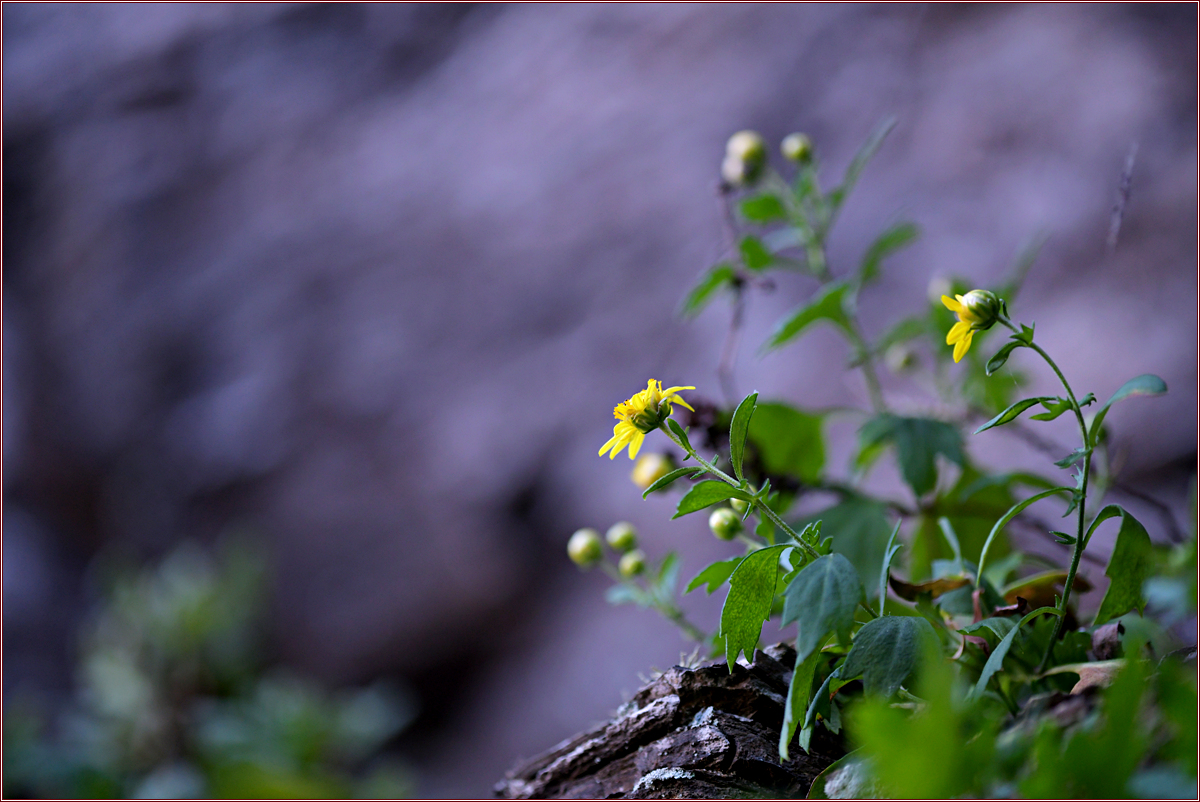 DSC_6410.jpg