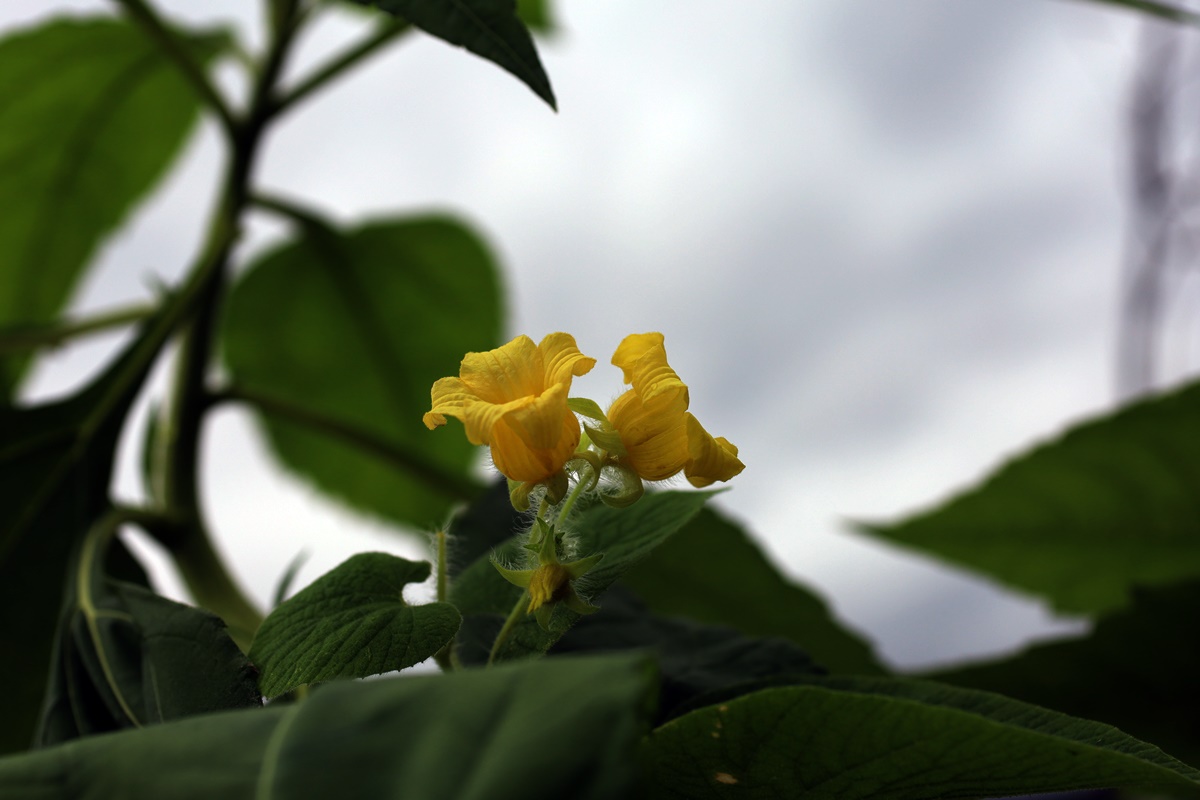20-07-20 (113)-1.JPG