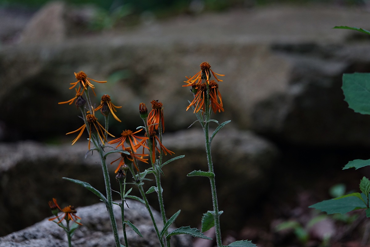 22-07-12 (51)-1.JPG