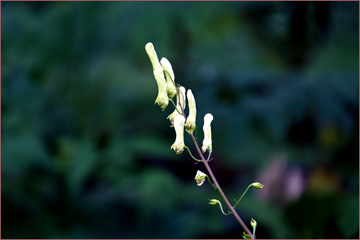 KHS03065노랑투구꽃.jpg