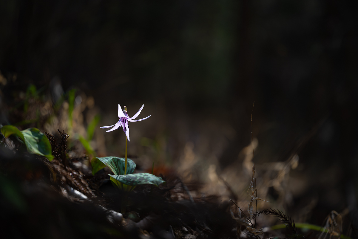 DSC_8904.jpg