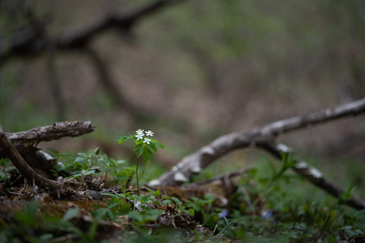 DSC_2817.jpg