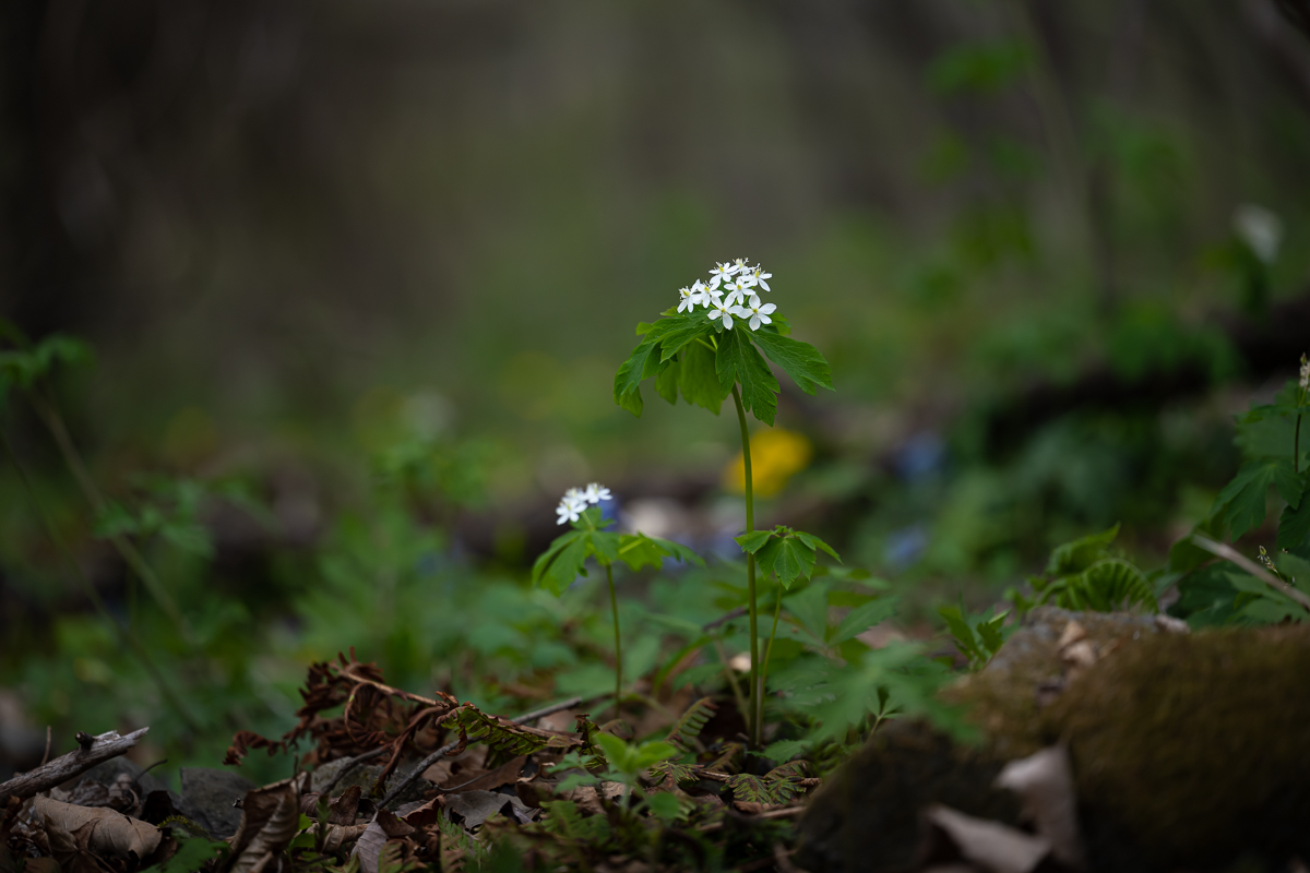 DSC_2861.jpg
