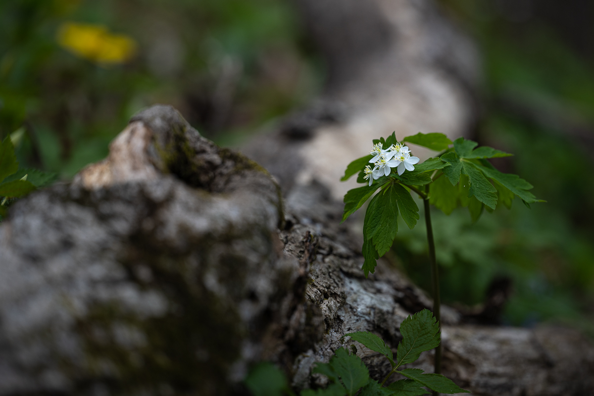 DSC_2820.jpg