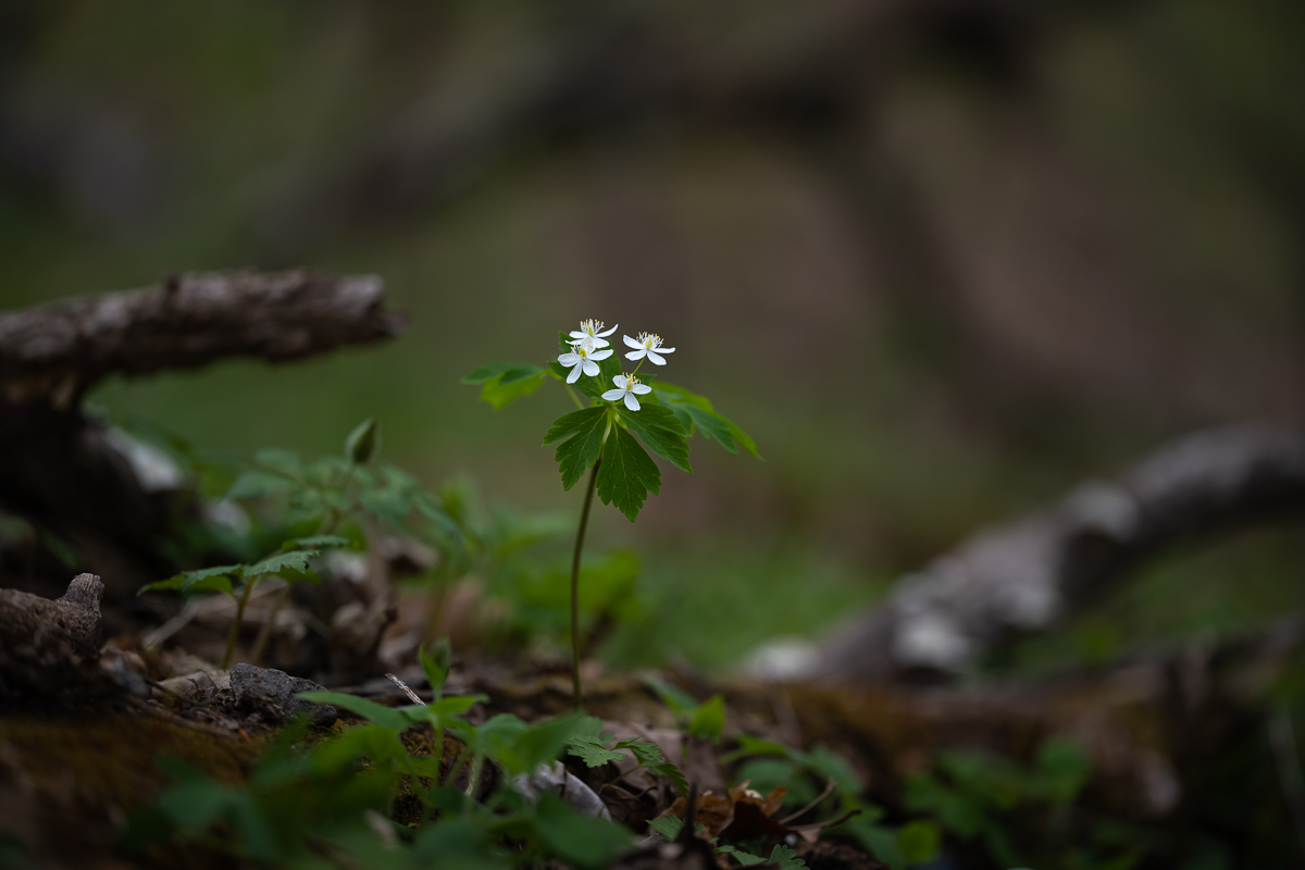 DSC_2822.jpg