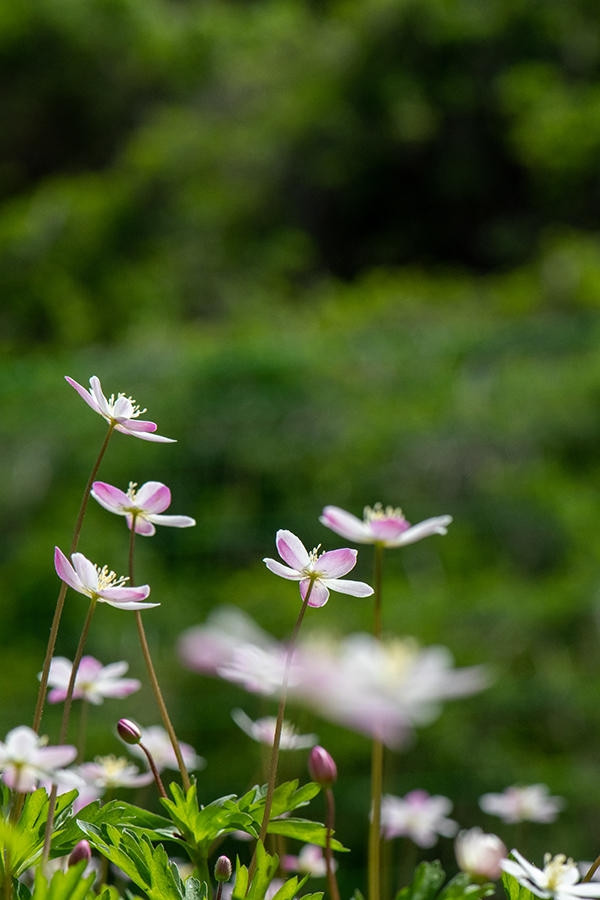 DSC_8796.jpg