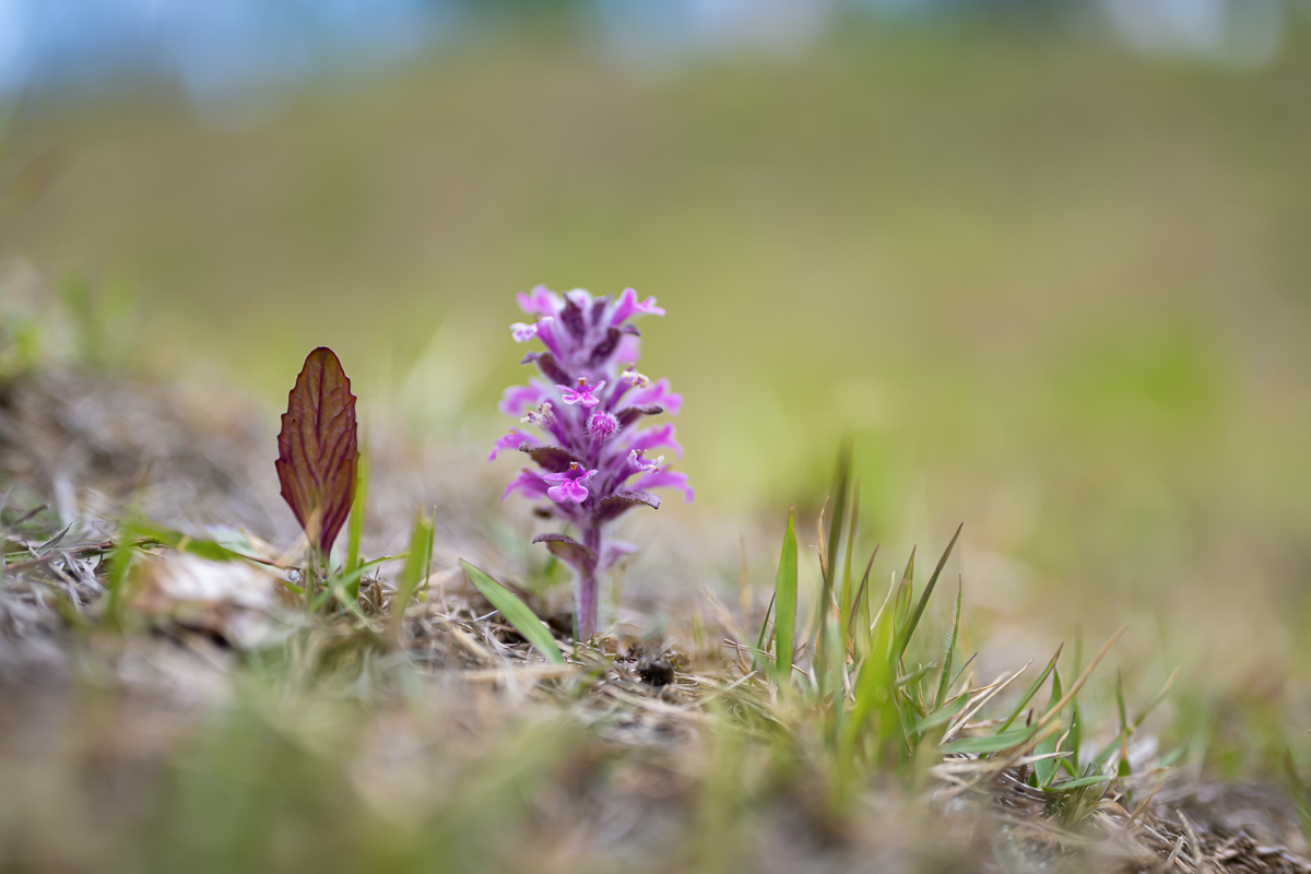 DSC_5317.jpg