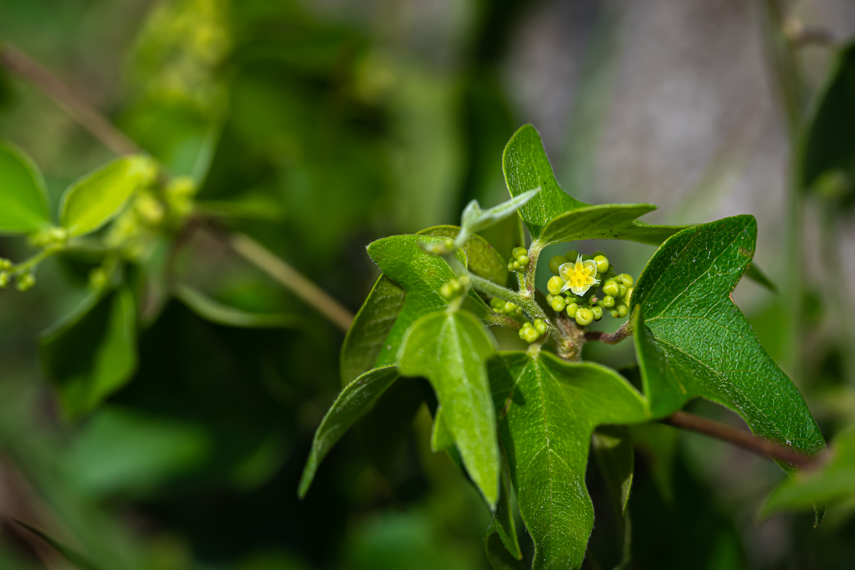 DSC_4083.jpg